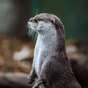 ハヤの画像