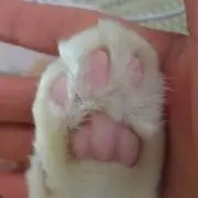 sookieの画像