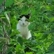 かーちゃん