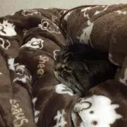 ごりげりあの画像