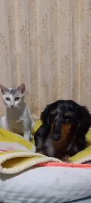 yoshiの画像