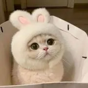きゅの画像
