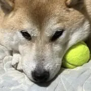 アポぽん太の画像