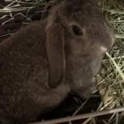 ミミちゃん
