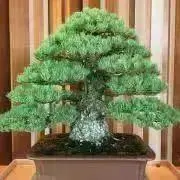 ※値下げ交渉は希望価格をお知らせくださいの画像