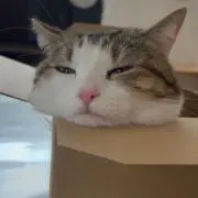 Makotoの画像
