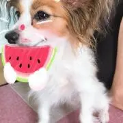 おおさかひろしの画像