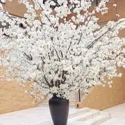 プリマベーラの画像