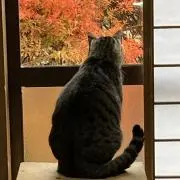 ニコニコままの画像