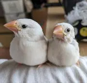 かつ