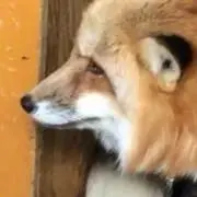 いなりの画像