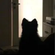 ✦の画像
