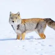 藤崎の画像