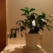 アップルシナモンの画像