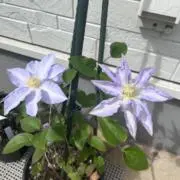 @Mia@@土日発送可能の画像