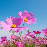 ゆきんこの画像