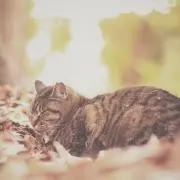ねこの画像