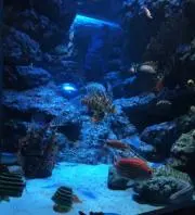 MARINEの画像