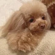 はるた