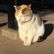 つばめ