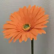 たけこの画像