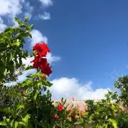 Brial~値下げ交渉OK即日発送~の画像