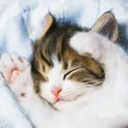 こたつ猫の画像