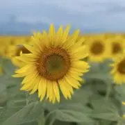 nachu mamaの画像