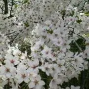 幸せ発信地ココナツ♡必読♡値下げ交渉NGの画像