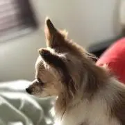 えむの画像