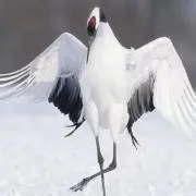 れいわの画像