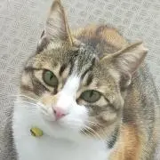TTの画像