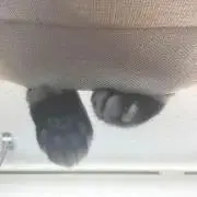 airの画像