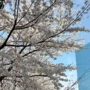 kokkoの画像