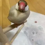 まりんの画像