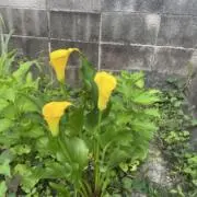 kimicoの画像