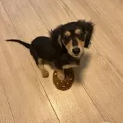 chocolatの画像