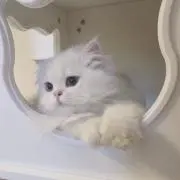 ねこさんの画像
