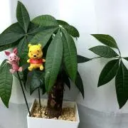 あぷか【即購入◎匿名配送】の画像