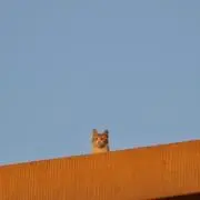 Pom