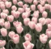 りりの画像
