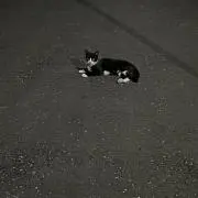 ミラコスタ