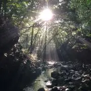 やまのくまの画像