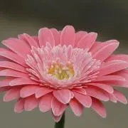 ゆっぴー