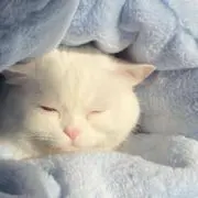 かるぱすの画像