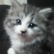 セナの画像