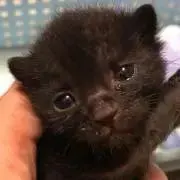 さすけの画像