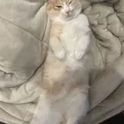 あいじょうの画像