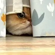 さぁや