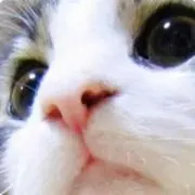 やぷ